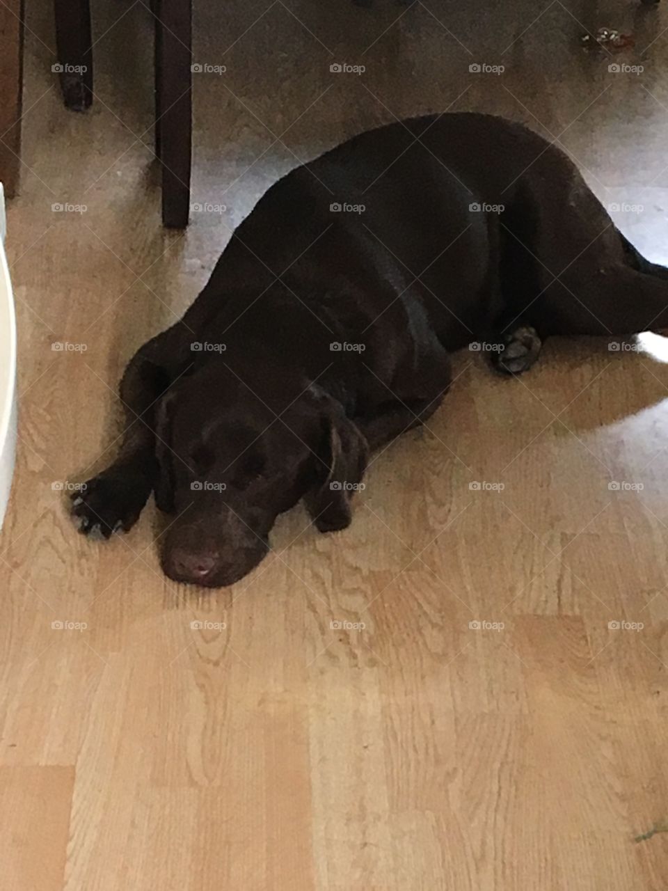 Chocolate Lab laying on floor after a hard play day