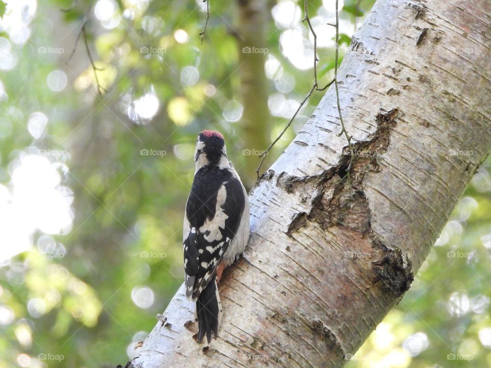 A woodpecker on a tree