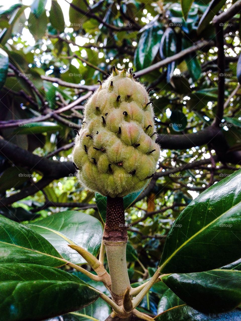 Magnolia tree