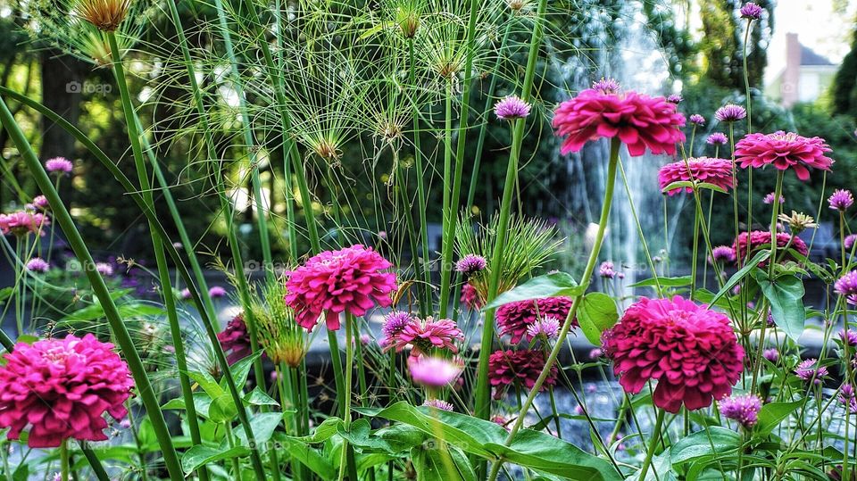 Daniel Seguin’s Garden St Hyacinthe Québec 