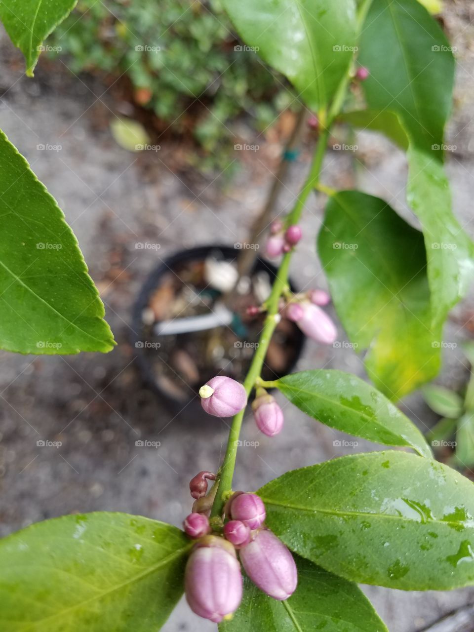 Lemon Blossom Buds