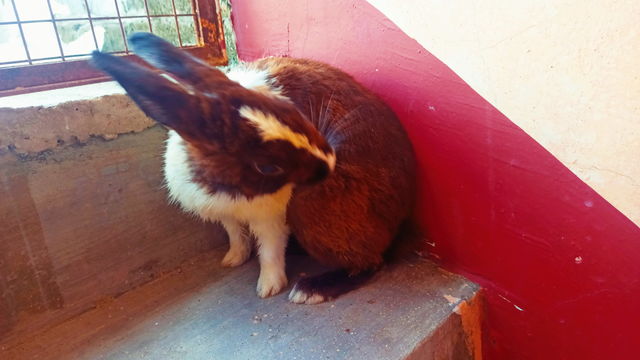 Indian Rabbit