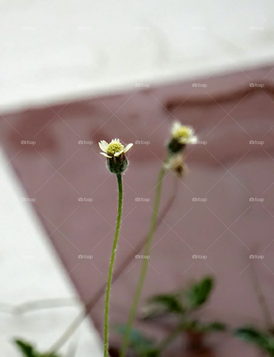 Flower, No Person, Blur, Nature, Summer