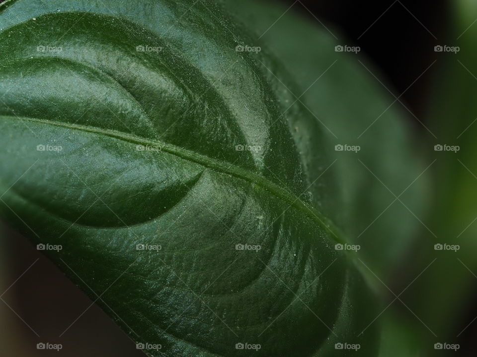 Extreme close-up of leaf