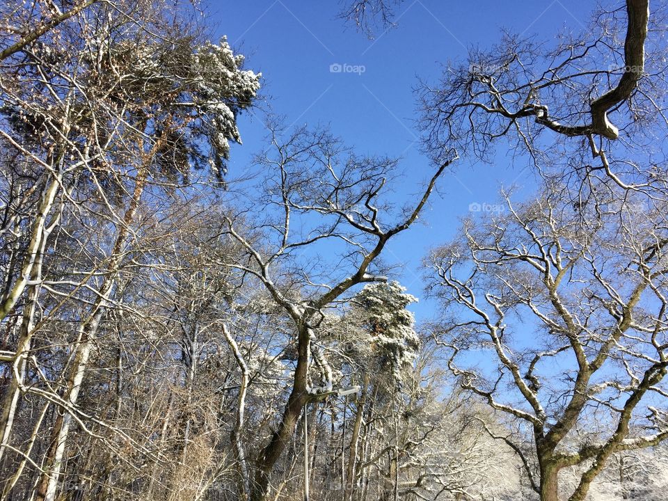 Branches and trees with snow 