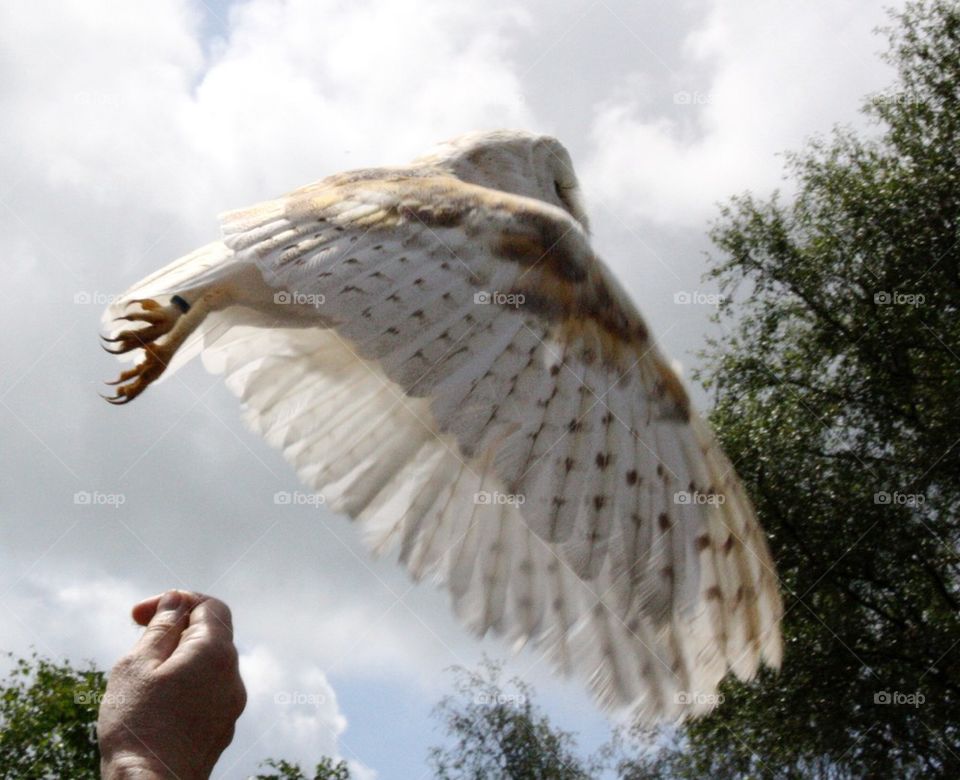 Barn owl in flight
