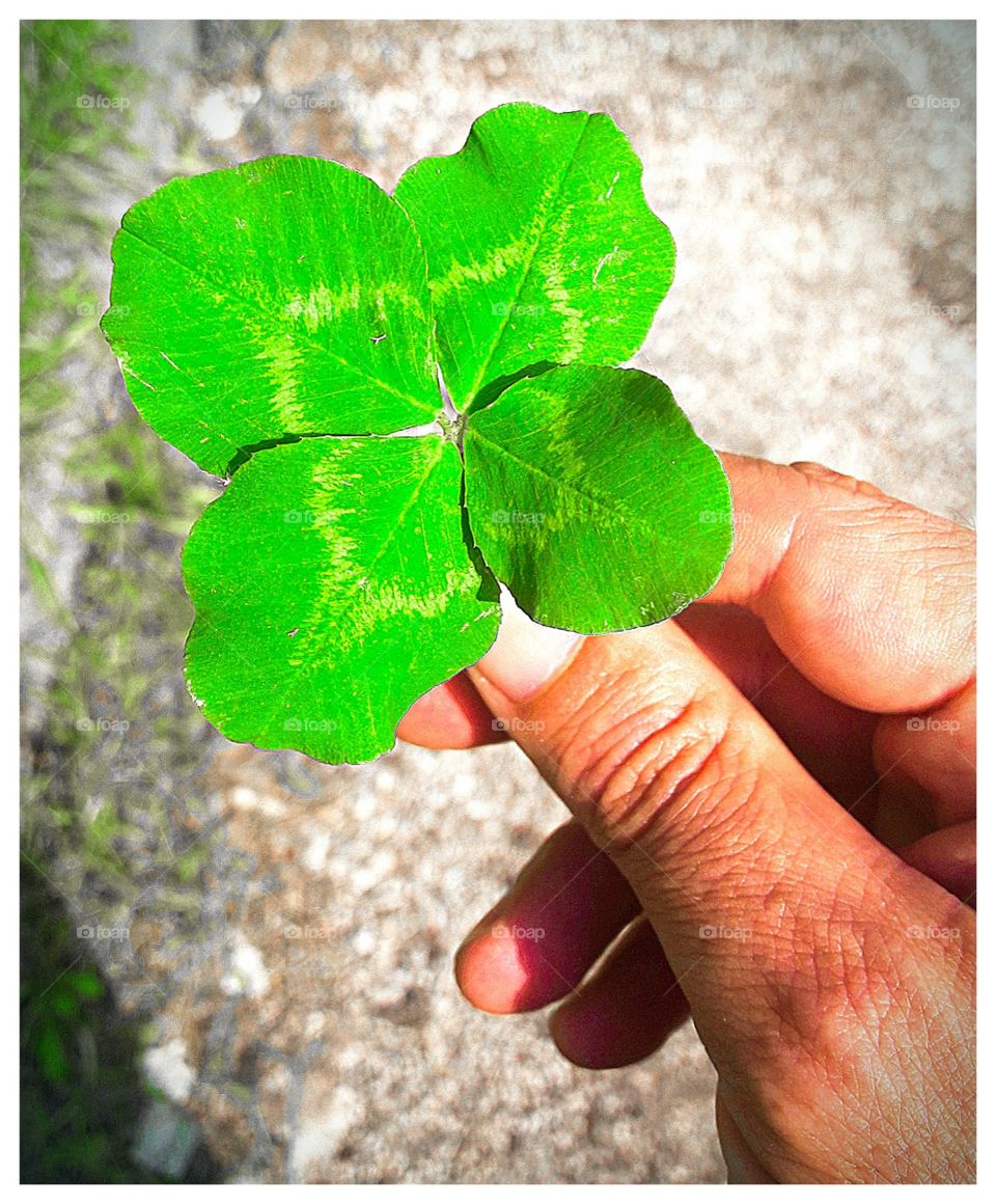 my fourth four-leaf clover this year