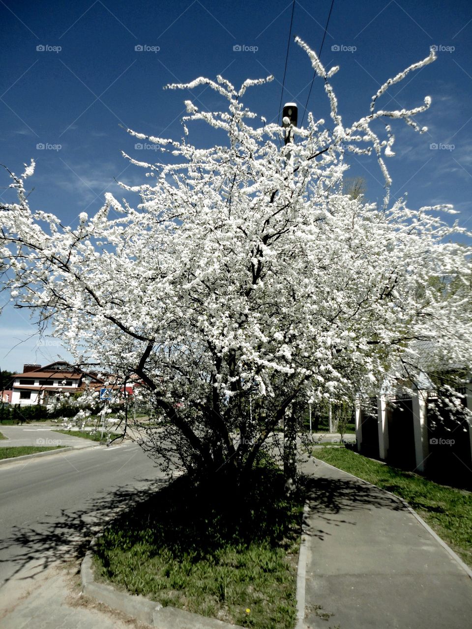 Tree, Cherry, Season, Branch, Landscape