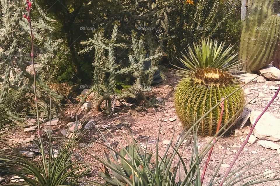 cactus garden