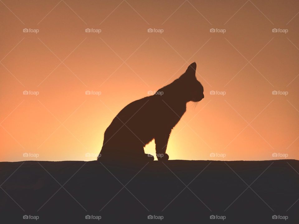 sun behind the cat.