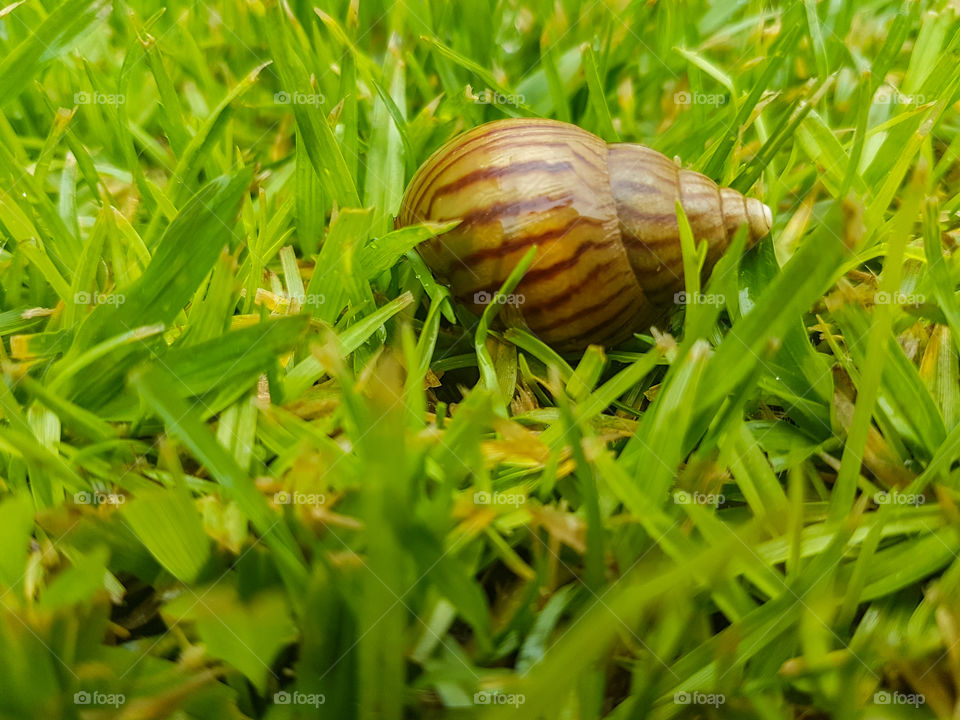 snail on green grass