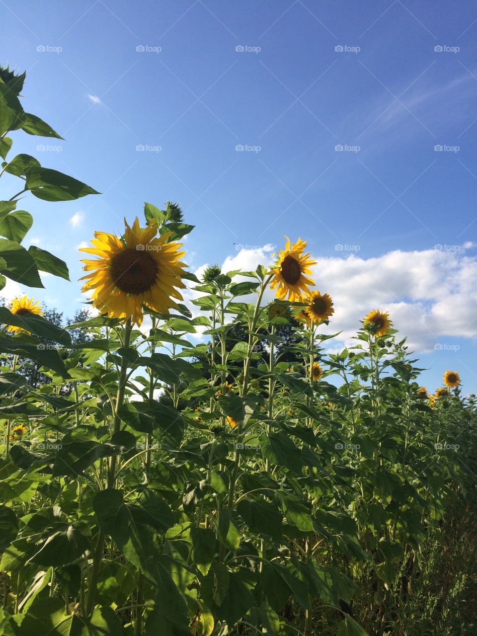 Sunflowers in the sky