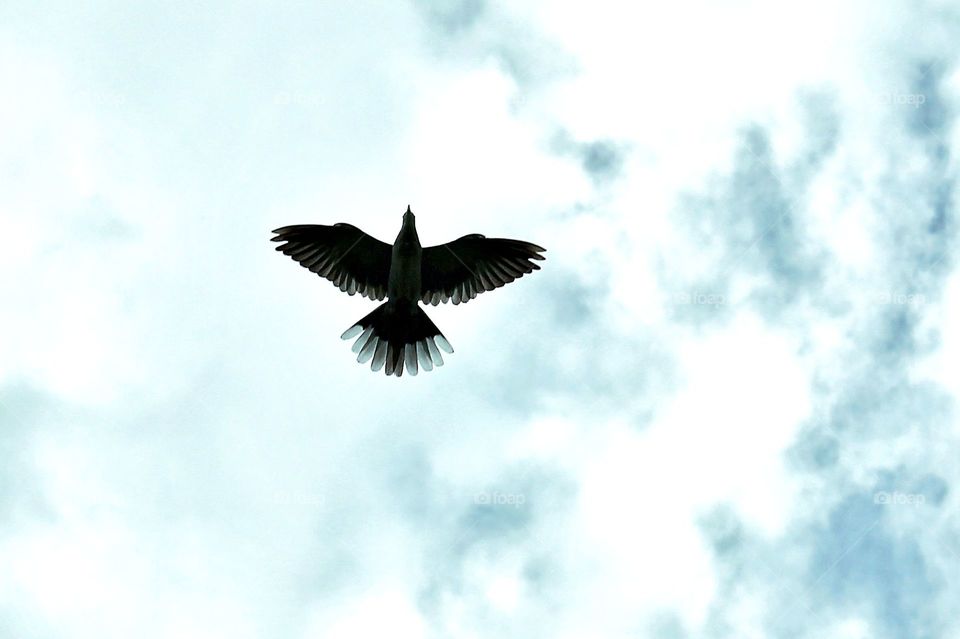 Bird on Blue Sky