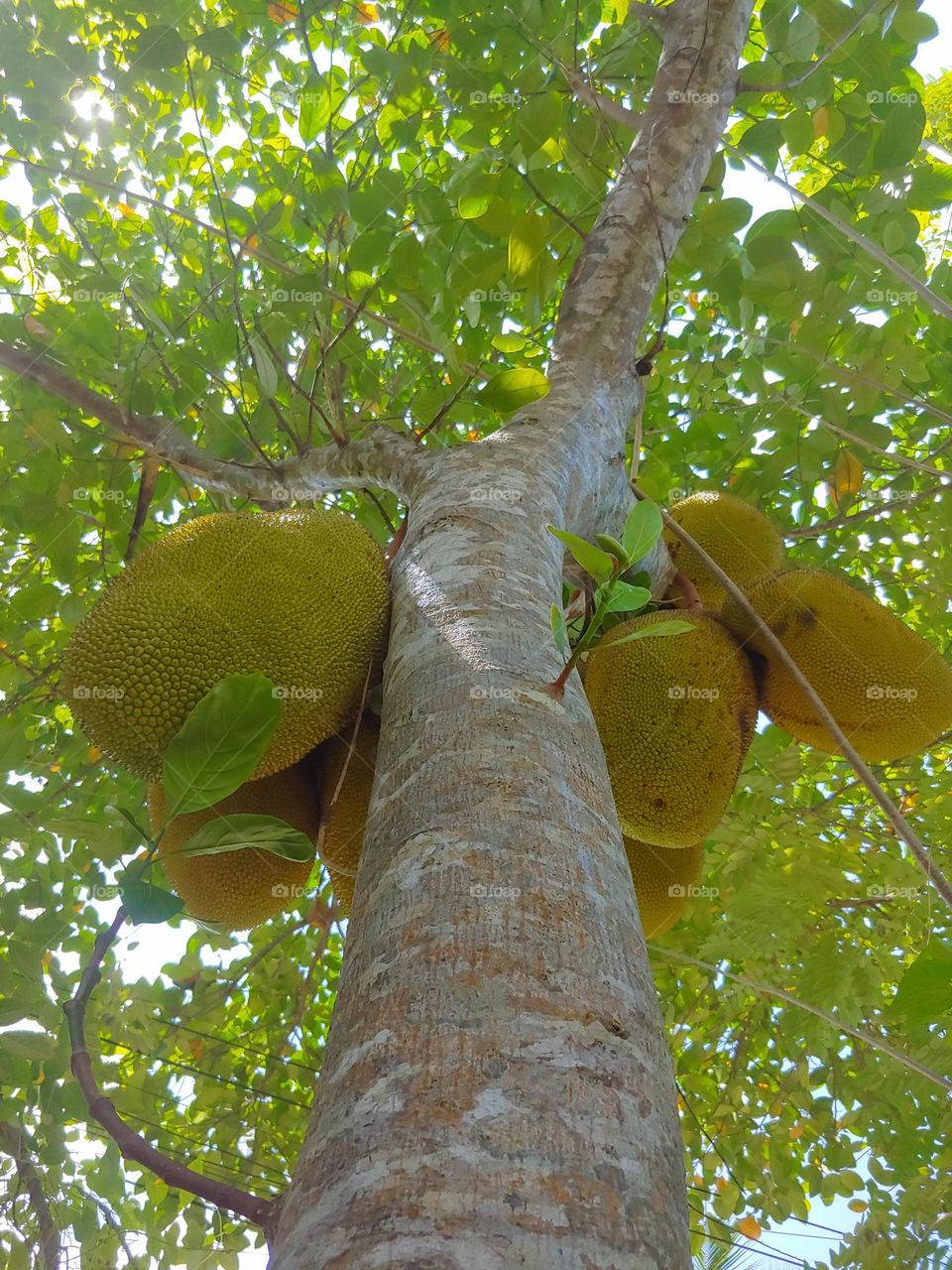 jack fruit captured
