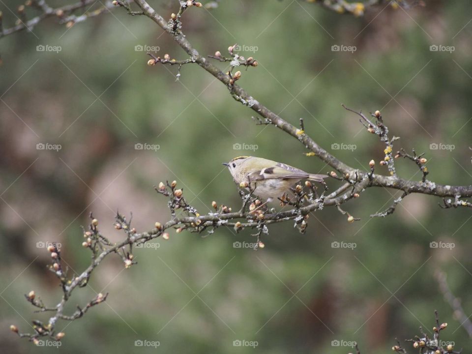 Goldcrest