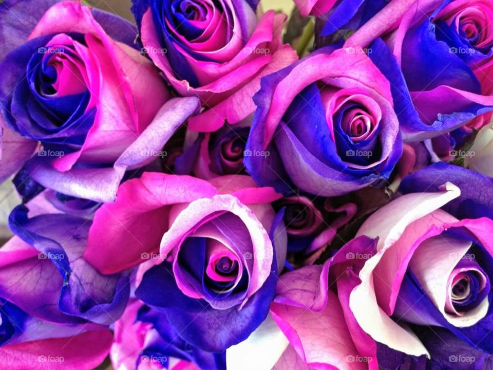 tie dye roses - pink purple white