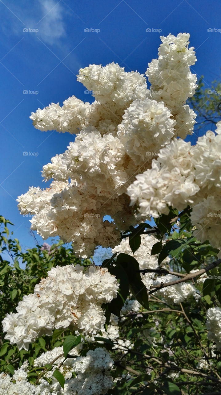 white lilac in bloom