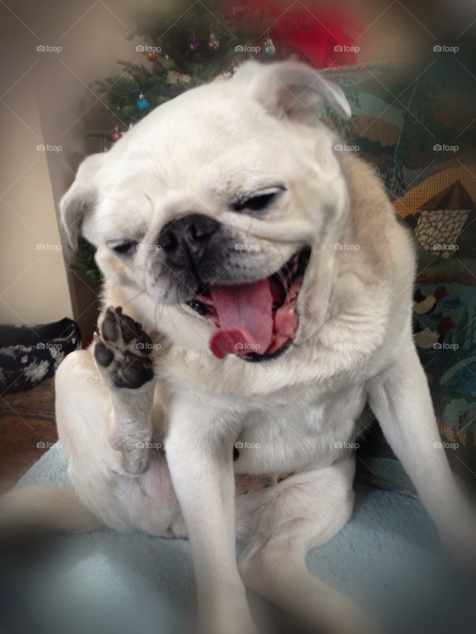 dog pug yawn animal by melody