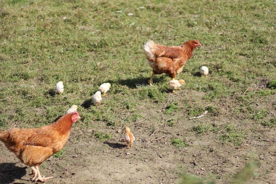 Bird, Poultry, Animal, Farm, Grass