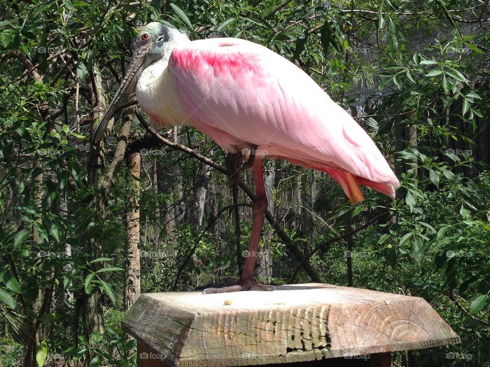 Picture perfect pink winged bird, standing still as the rock that supports!