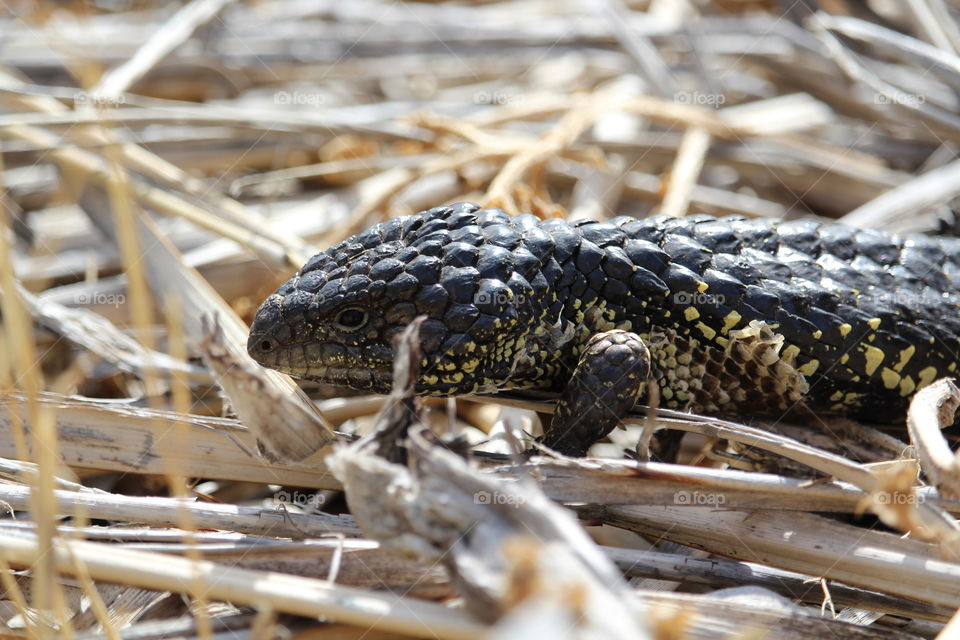 Stumpy tail lizard visiting