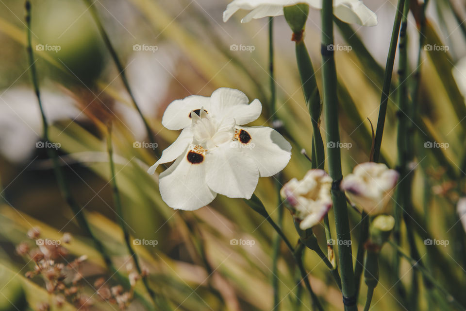 Pretty flower