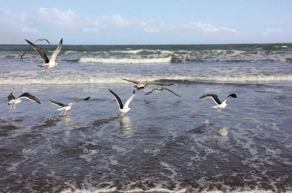 gaviotas