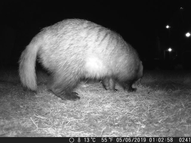 Rear of badger