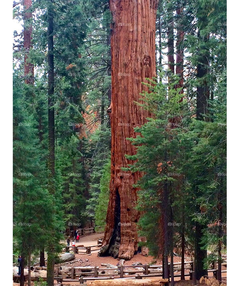 General Sherman Tree. The General Sherman Tree, a giant sequoia, is the biggest tree on Earth.