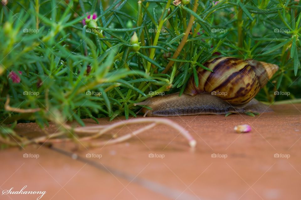 Snail walking slowly