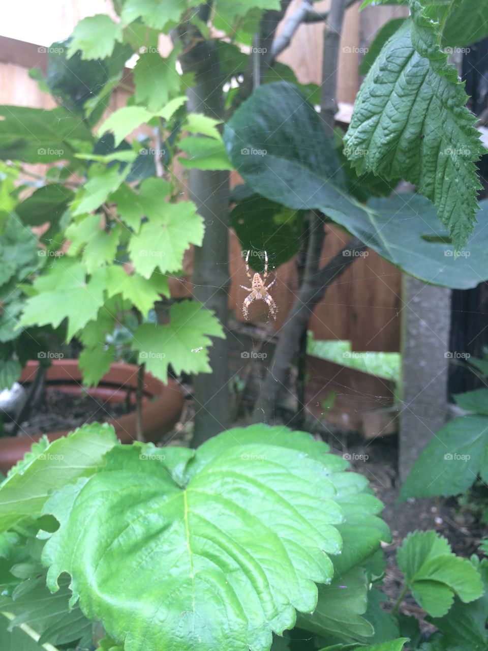 Garden spider 
