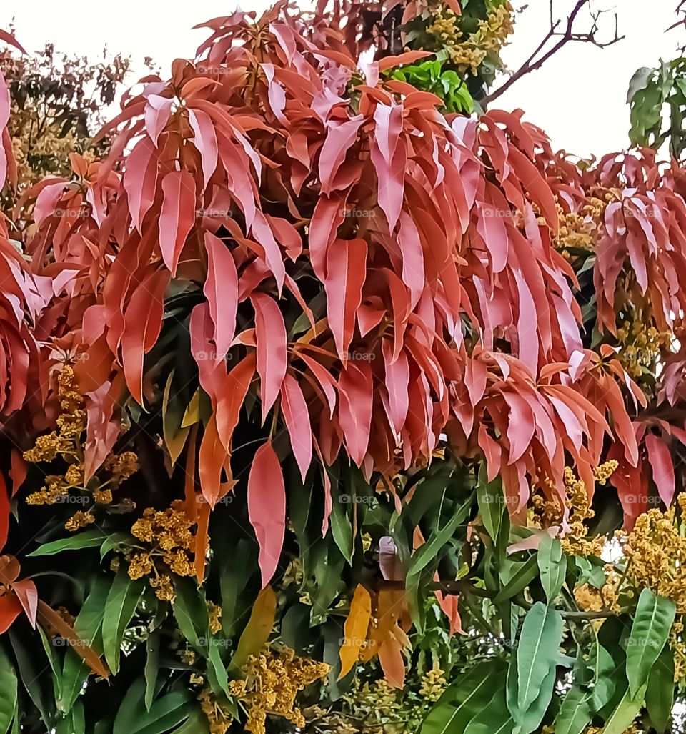 Beautiful spring on mangifera indica tree image india