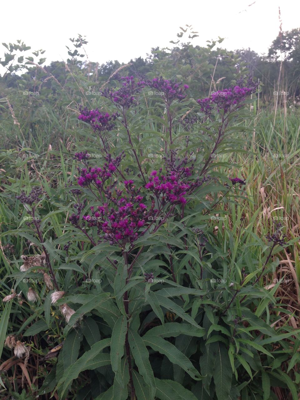 Purple Field Flowers 