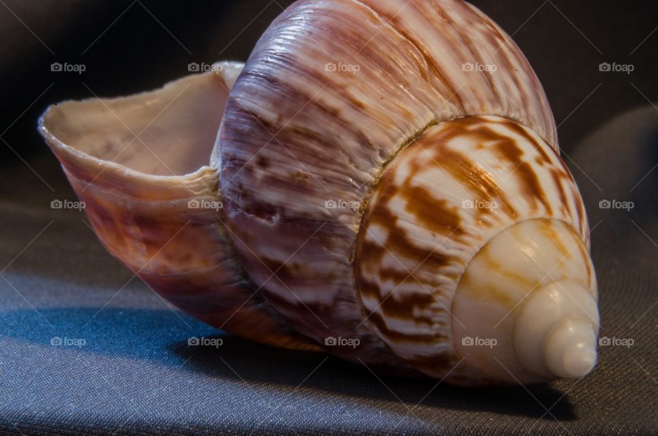 Seashells