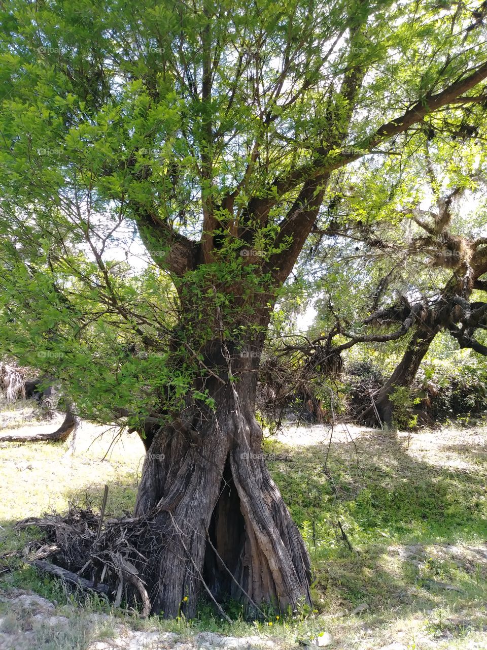 Tree for elves