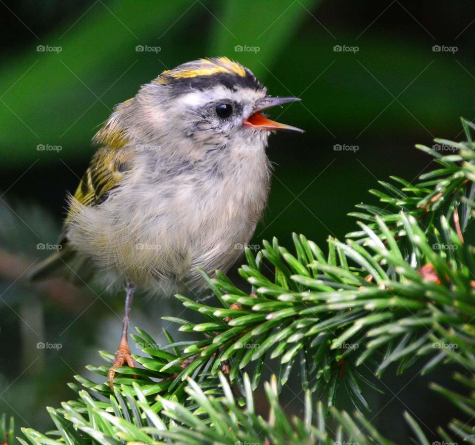 Bird, Wildlife, Tree, Avian, Nature