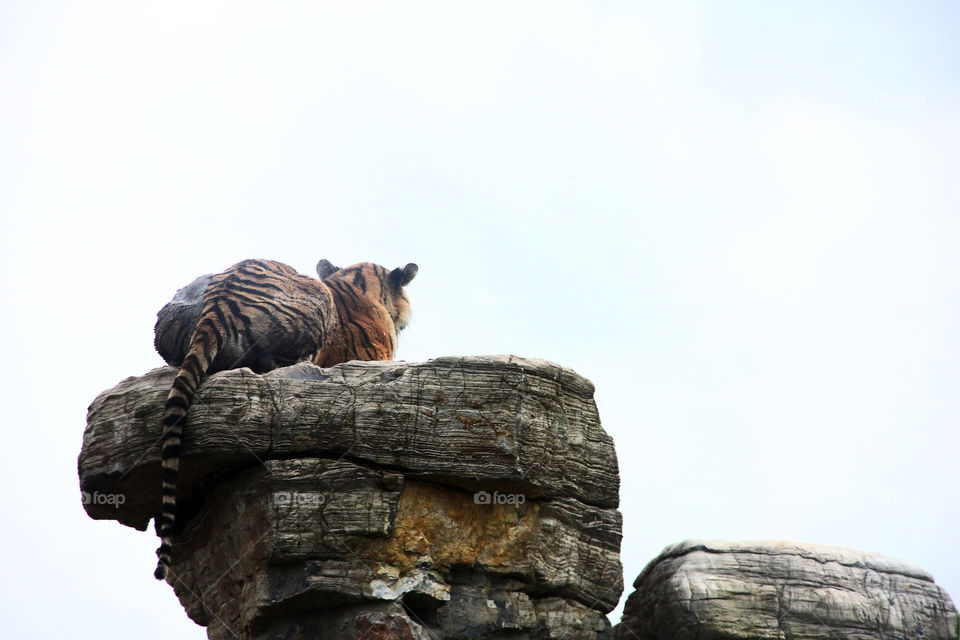 tiger waiting on a rock. A tiger lying on top of a big rock in the wild animal zoo, china. during a safari tour.