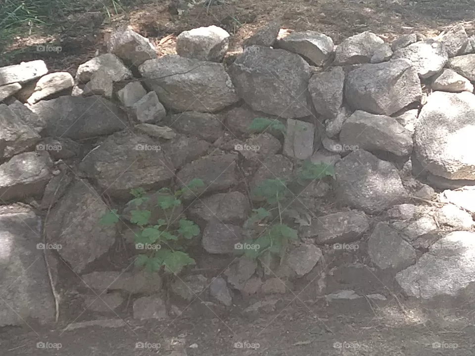 wall
