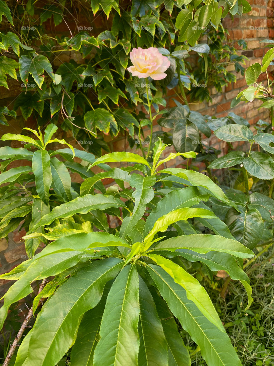 Rose on the background of the wall
