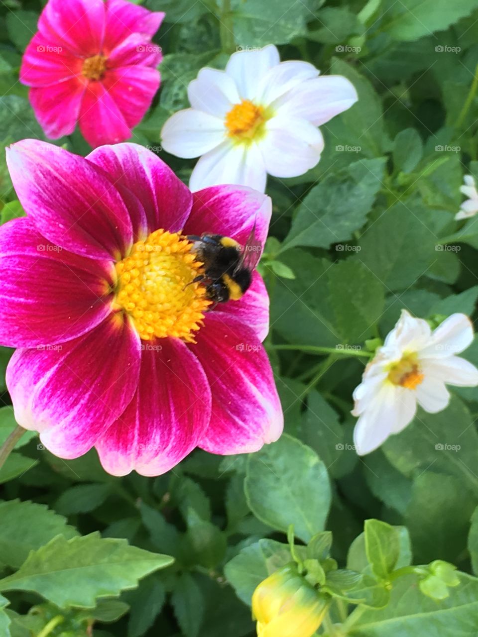 Bee on dahlia flowers in Kalofer monastery garden  in Bulgaria