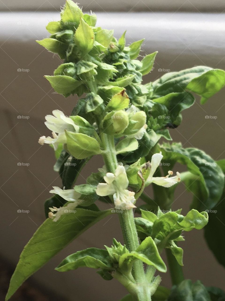 Useful basil branch in bloom into the kitchen