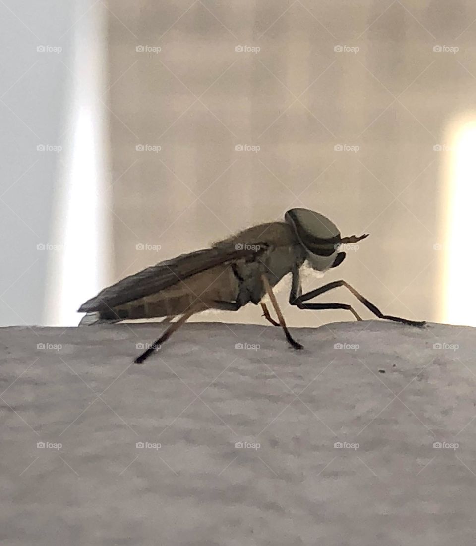 Closeup of a horse fly on the banister at the bay house in Texas. These guys draw blood!! 😩