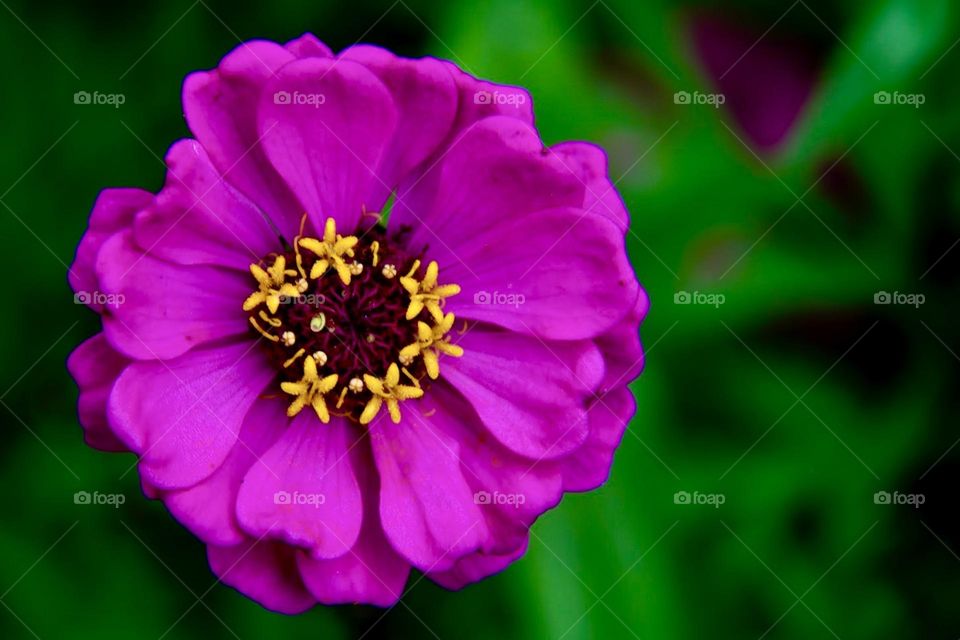 Common Zinnia - A Summer Fall bloom