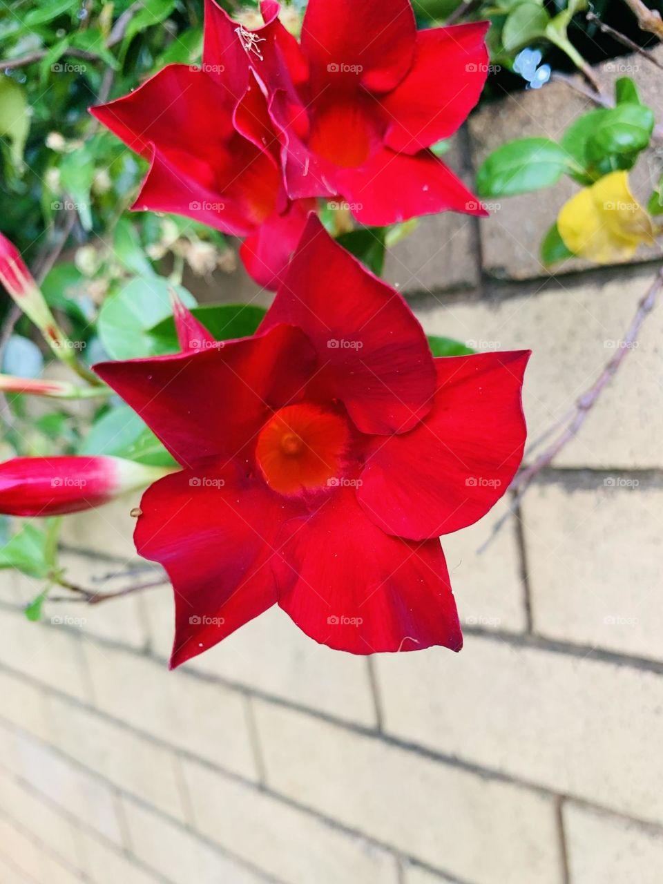 “Caring for a flower garden is not easy; we should love them aside from watering them so that they will never wither and die.”~S.Gibson