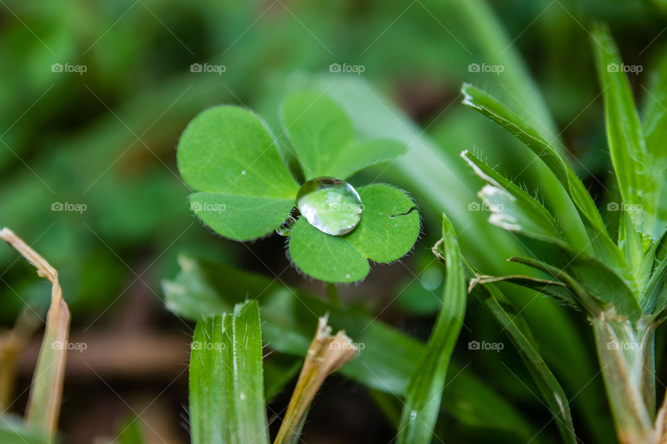 water droplet on a clover
