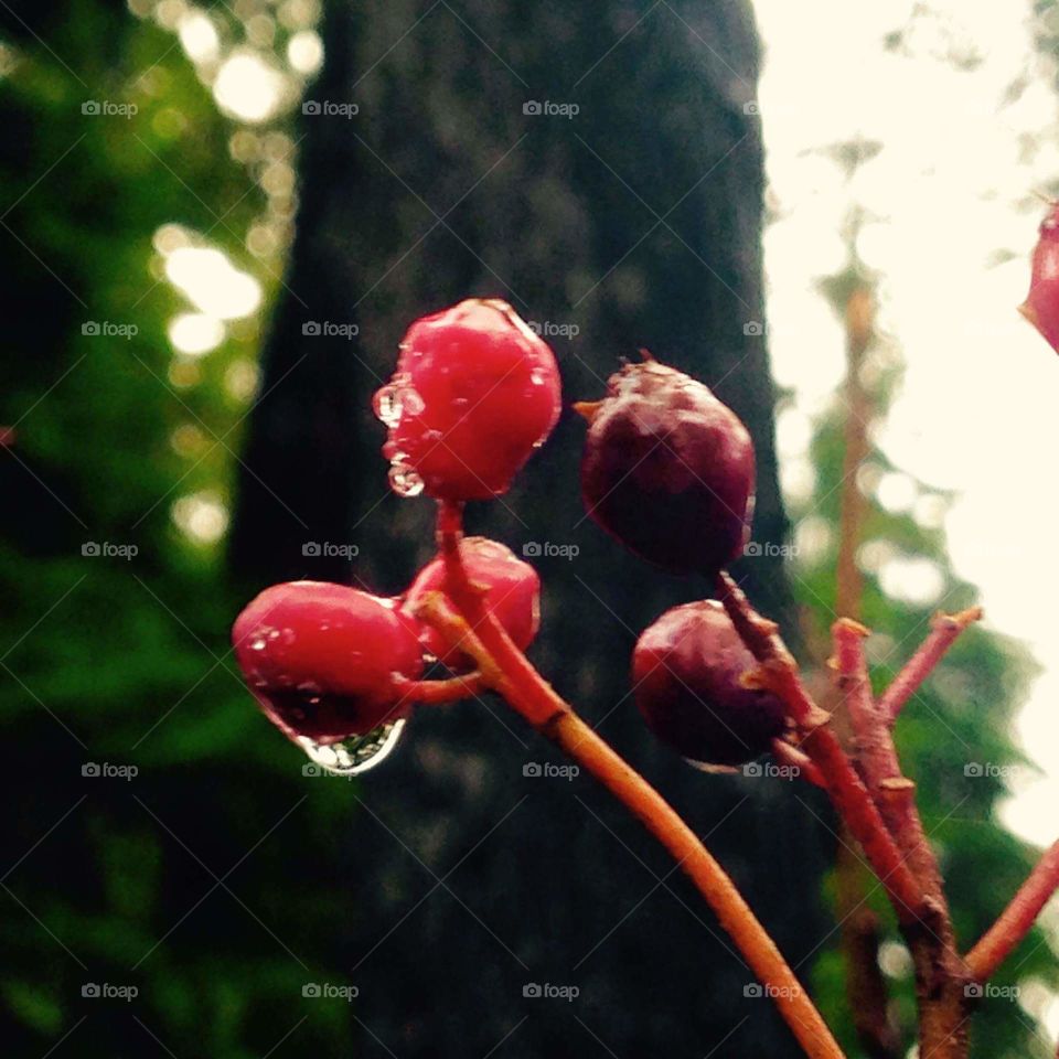 Rosehips and dewdrops
