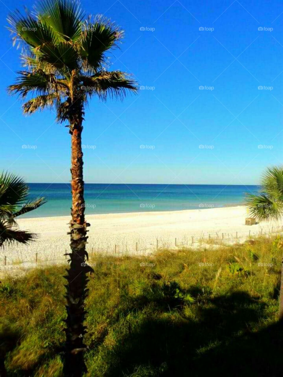 beach palm tree