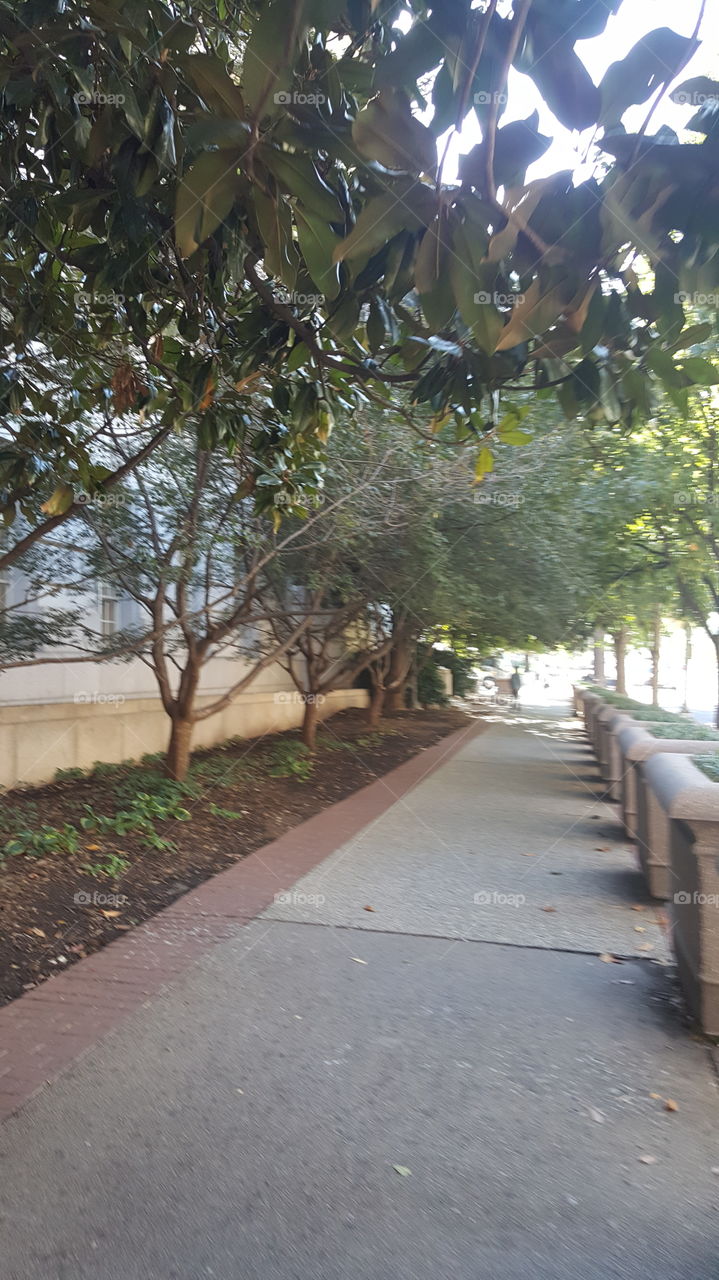 A sidewalk path in Washington, D.C.
