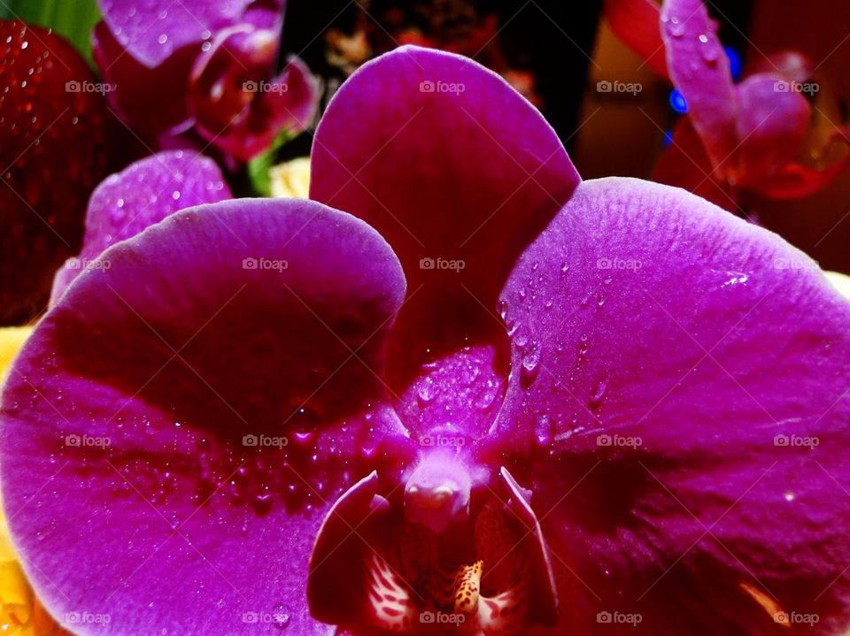 Orchid petals 