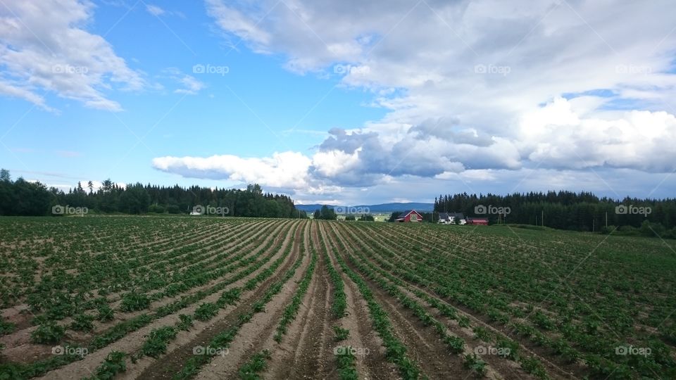 Potato field with cloudy sky